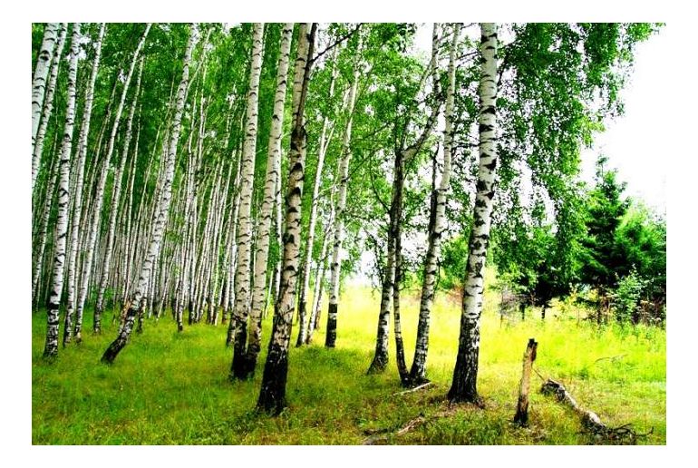 Земля в районе Наро-Фоминский, Клоково