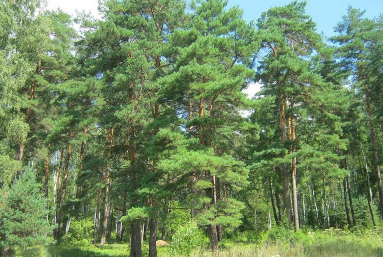 Земля в Подмосковье, Скрипово