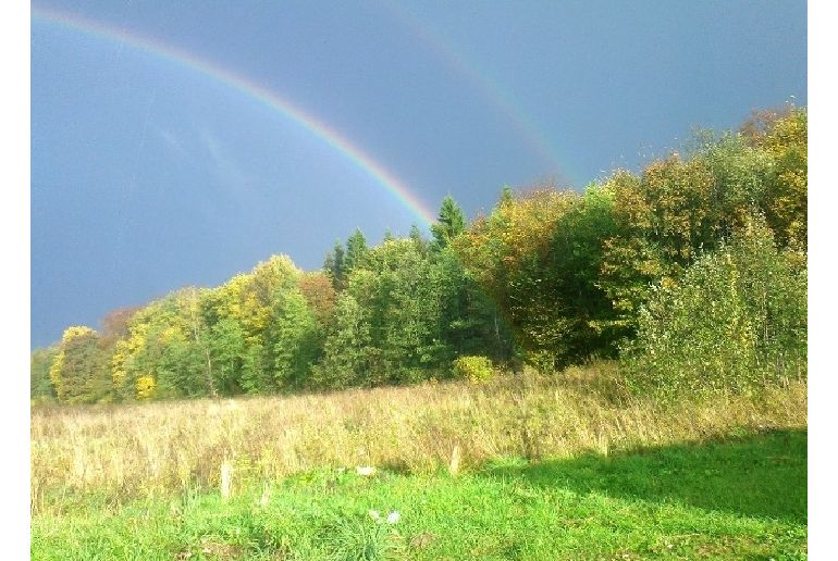 Земля в районе Талдомский, Кошелево