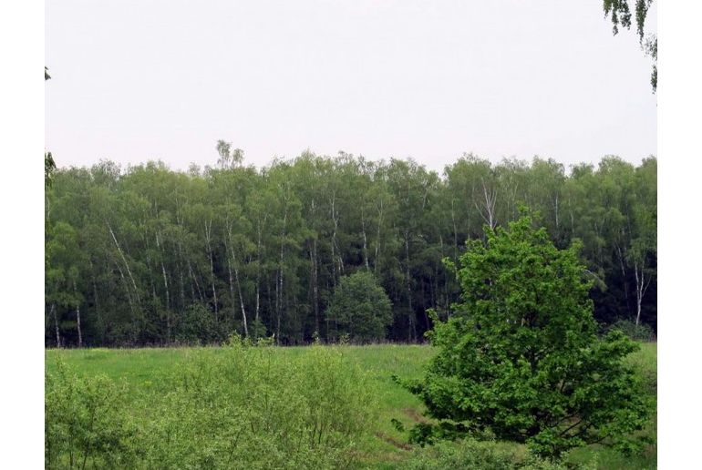 Земля в районе Подольский, Песье