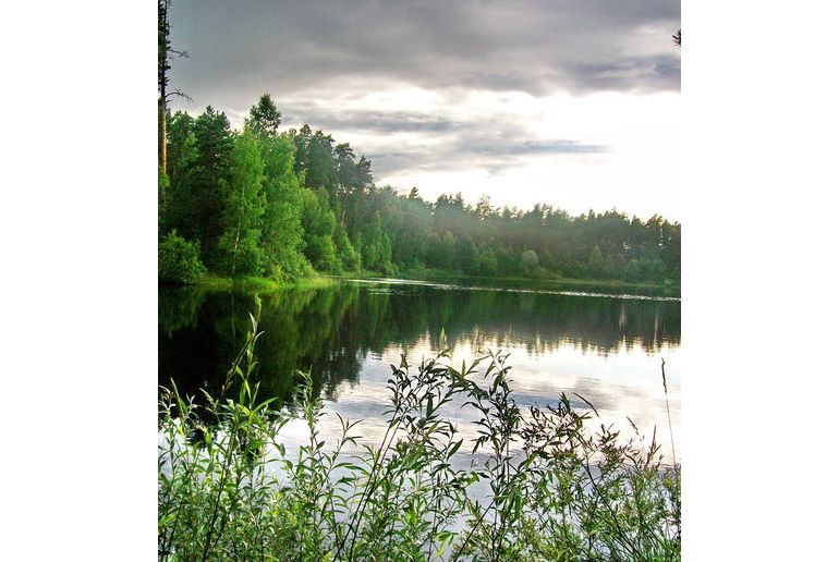 Земля в районе Дмитровский, Сазонки