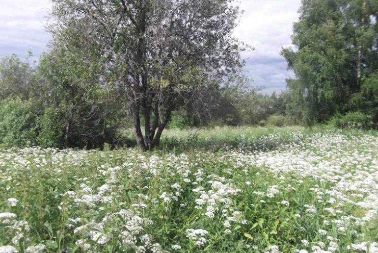 Земля в районе Дмитровский, Кончинино