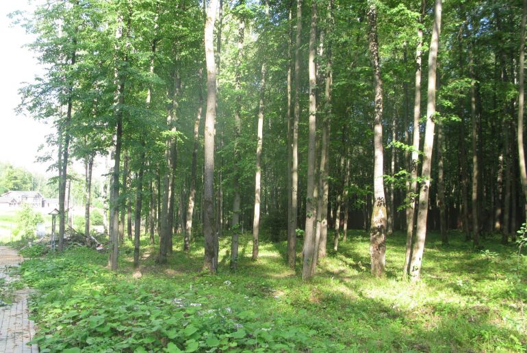 Земля в Подмосковье, Оазис