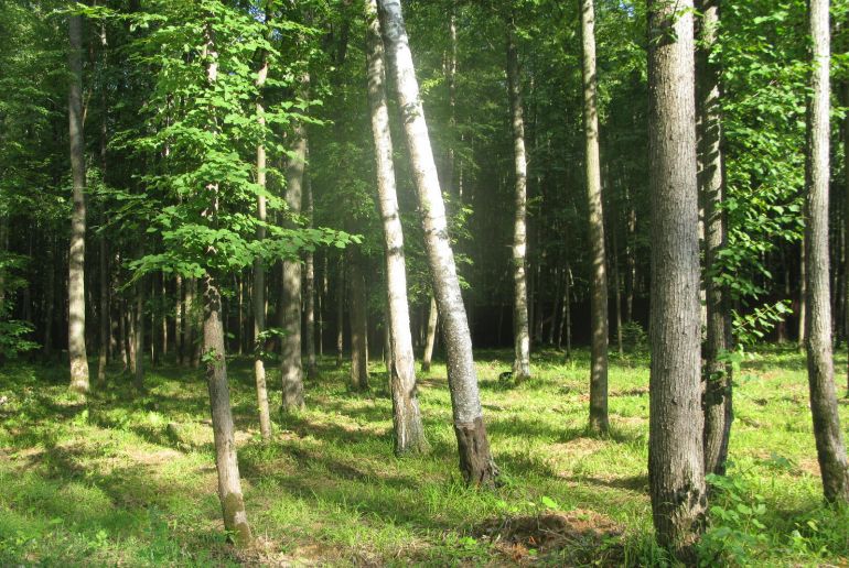 Земля в Подмосковье, Лесное озеро-2