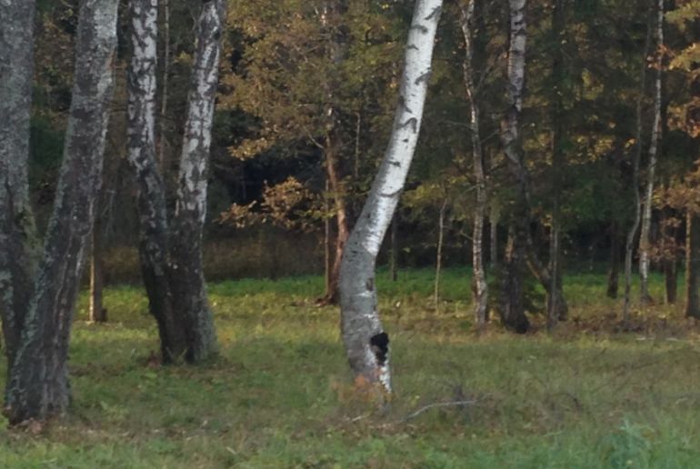 Земля на Калужское шоссе, Романцево