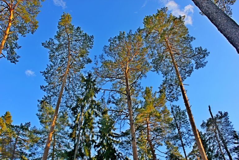 Земля в Подмосковье, Трусово