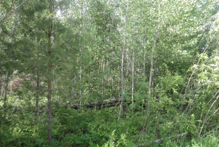 Земля в районе Талдомский, Агат