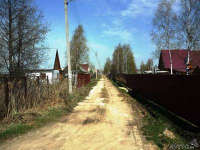 Участок в дальнем Подмосковье, Нарцисс