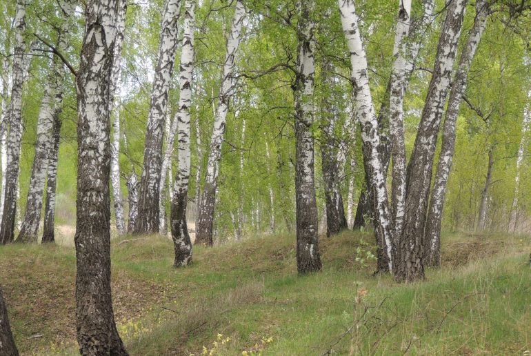 Земля в Подмосковье, Пущино