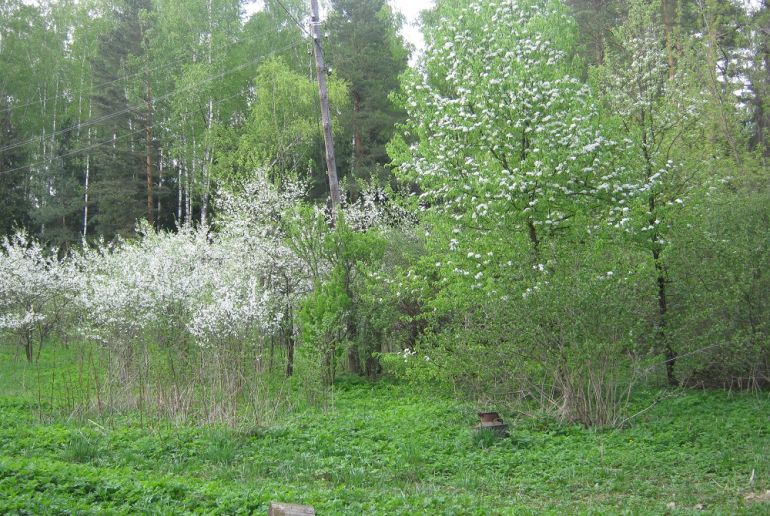 Земля в Подмосковье, Пироговский