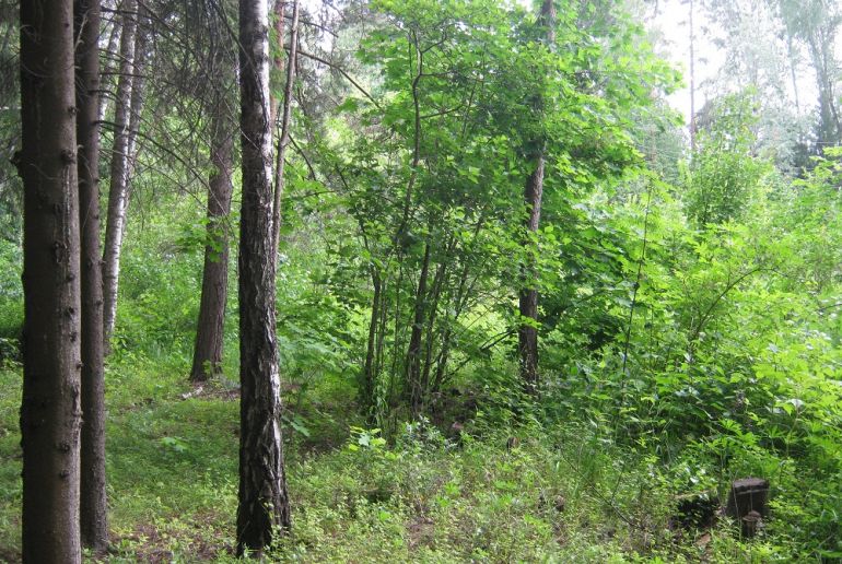 Земля в Подмосковье, Пироговский